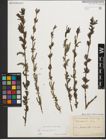 Foto von Salix purpurea L.